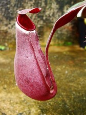 NEPENTHES ALBOMARGINATA RED