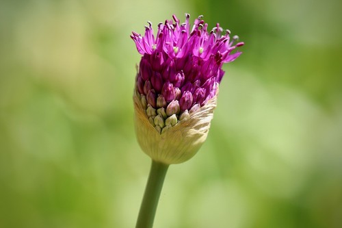 Winterhart zweifarbiger - winterhart,
