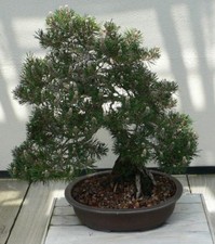 SAMEN Gartenpflanze Bonsai i! SCHWARZKIEFER BAUM !i Wintergarten Balkon Terrasse