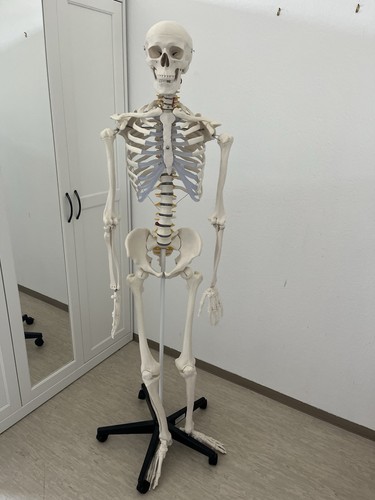 Skelett menschlich anatomie - skelett,