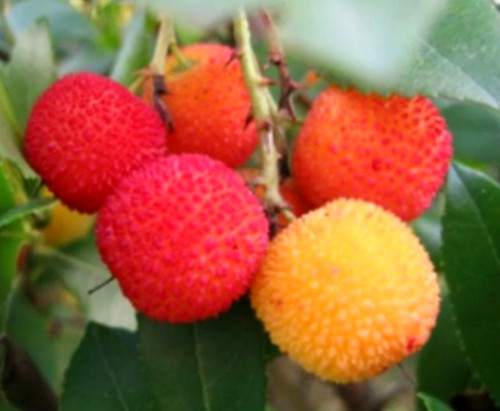 Samen exotischer erdbeer baum - samen, erdbeer-baum