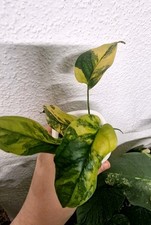 Monstera Siltepecana Aurea High grade Jungpflanze Variegata#1