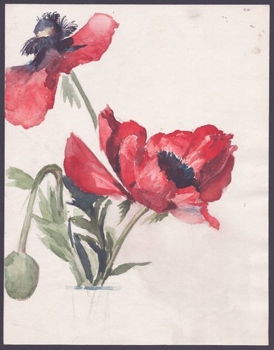 Mohn papaver blume flowers - papaver,