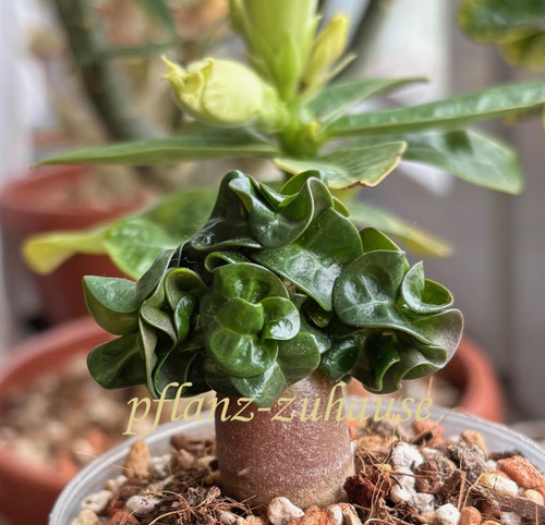 Dorset horn adenium - dorset, x