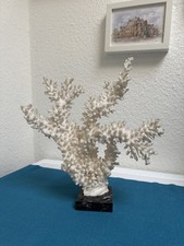 Koralle Echte Weiße Steinkoralle 33 Cm Hoch Dekoration