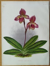 Linden Lindenia Originaldruck