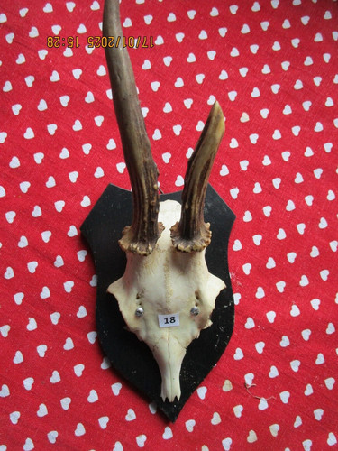 Trophäe rehgehörn rehbock - trophäe,