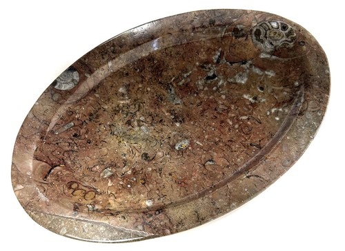Fm0295 orthoceras schale - fm0295,