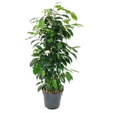 Exotenherz - Ficus benjamini