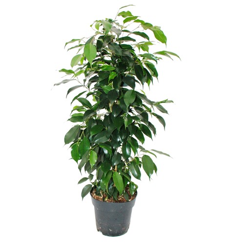 Exotenherz ficus benjamini - ficus,