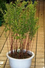 Roter bambus exotische - roter,