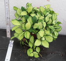 Hoya Wachsblume heuschkeliana