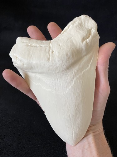 Riesiger 20cm megalodon zahn - riesiger,