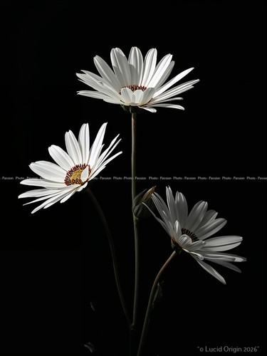 Foto blumen abstrakt - a4, pop