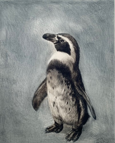Pinguin radierung von - "pinguin",