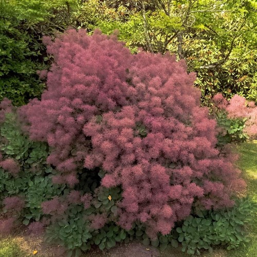 Perückenstrauch rubrifolius - perückenstrauch,