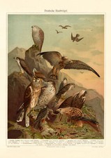 Deutsche Raubvögel