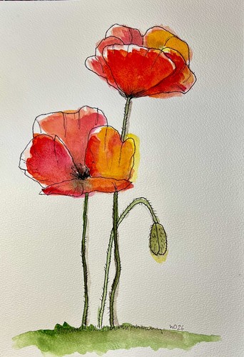Original aquarell mohnblumen - aquarell,