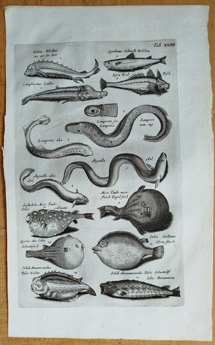 Fische aal kugelfisch - fische,