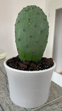 Schöner Kaktus / Feigenkaktus / Westernkaktus im grauen Topf