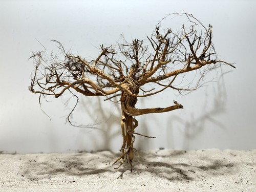 Aquariumwurzel etosha tree - aquariumwurzel,,