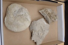 Konvolut Fossilien Ammonit Jura Versteinerungen C27