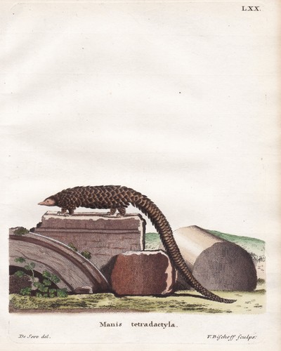 Long tailed pangolin - long-tailed,