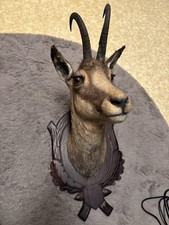 Gams Kopf-Präparat Geweih