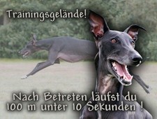 Galgo español hundewarnschild - espaÑol,