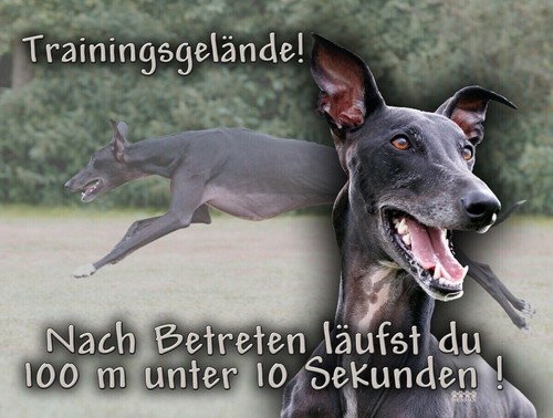 Galgo español hundewarnschild - espaÑol,