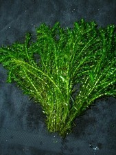 Wasserpest - Elodea Densa 50 einzelne  Wasserpflanzen,Aquariumpflanzen