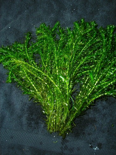 Wasserpest elodea densa 20 - wasserpest,