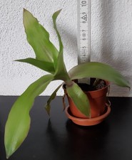 Goldbart Callisia fragrans, die Pflanze im 5 cm-Topf, 1. bzw. 2. Foto