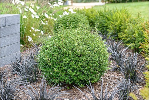 Ilex crenata glory gem - 'glory, gem‘