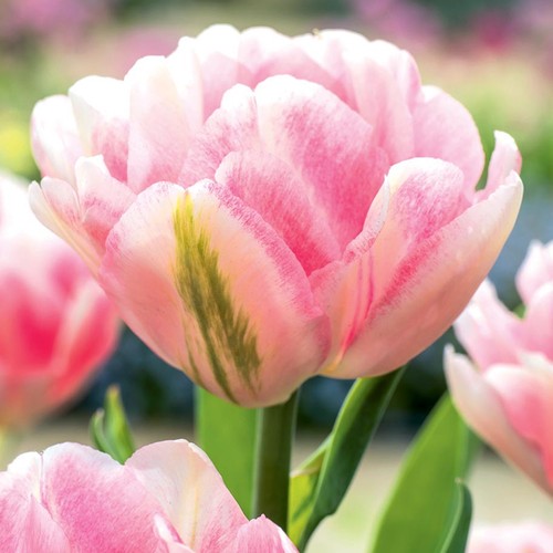Tulpen blumenzwiebeln zwiebeln - tulpen,