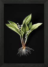 Vintage Maiglöckchen