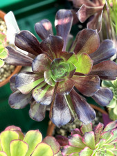 563.Pflanzen.Sukkulenten.Aeoni