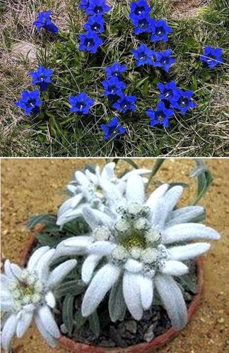 Alpenblumen samen sortiment - alpenblumen-samen-sortiment,