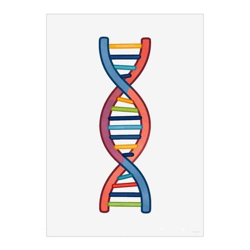 Dna double helix wandbilder - double,