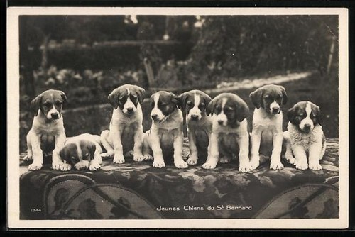 Jeunes chiens bernard - jeunes,