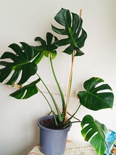 Monstera Matcha Mint. Sehr