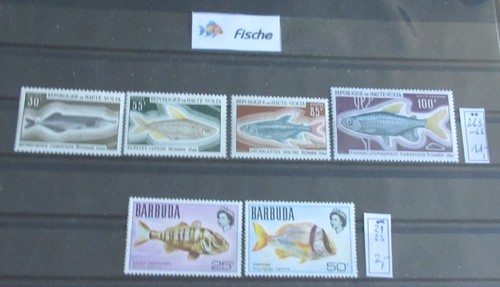 Motive fische - motive,