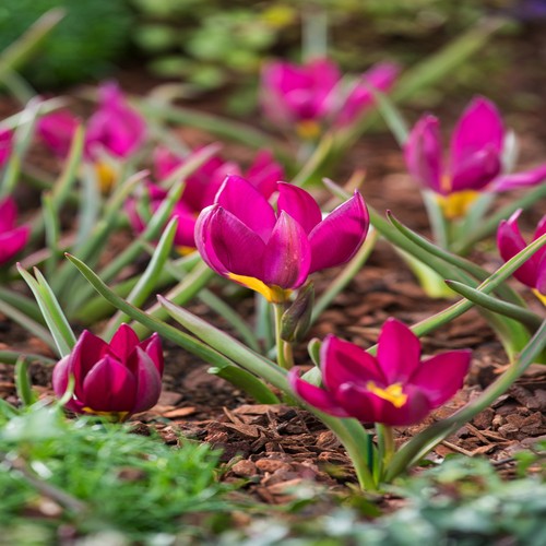 Tulpen blumenzwiebeln zwiebeln - tulpen,