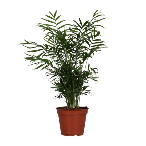 Chamaedorea elegans - , –