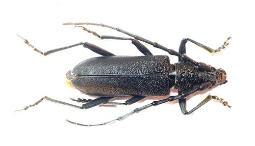 Coleoptera cerambycidae - coleoptera,,