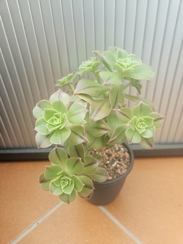 Sukkulente aeonium - sukkulente,