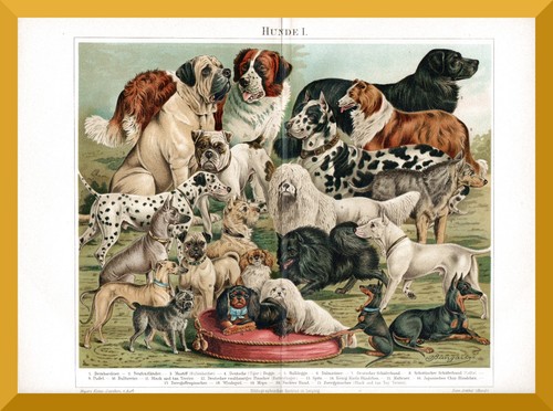 Hunde original - hunde, +original