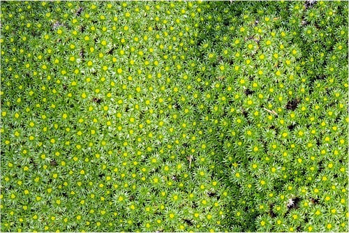 Azorella trifurcata - x,
