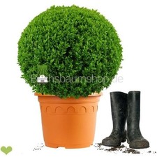 Buchsbaum Kugel 40-45cm o