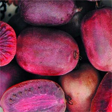 Rote Mini-Kiwi SADOWA - weiblich 50-60 cm im Container